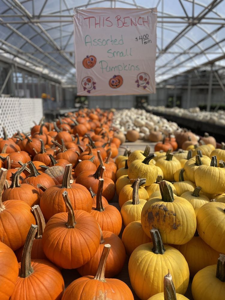 Country Sun Farm’s Fall at the Farm