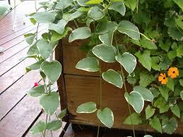 Vinca Vine