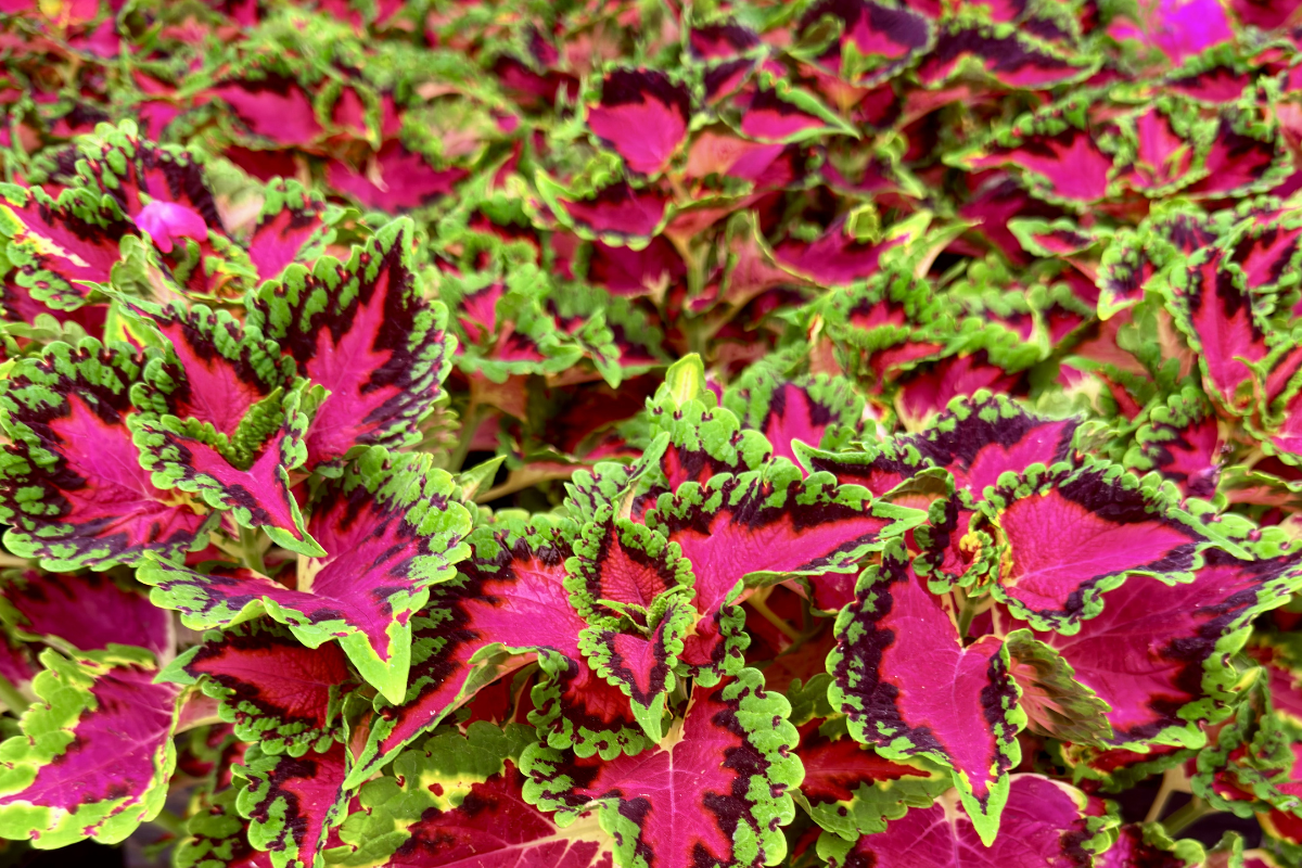 Coleus