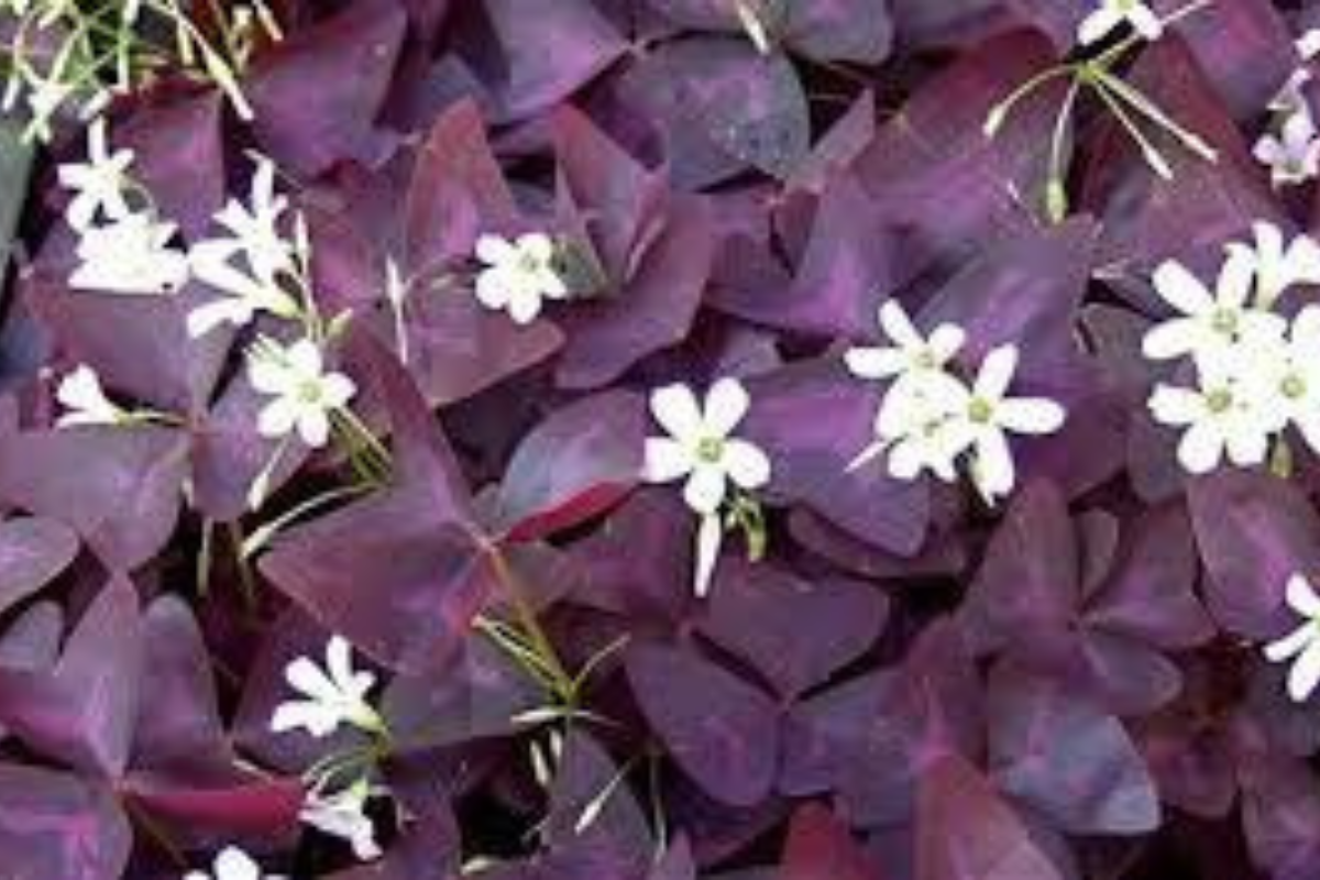Oxalis