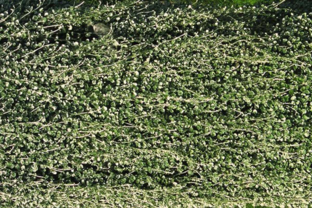 Dichondra