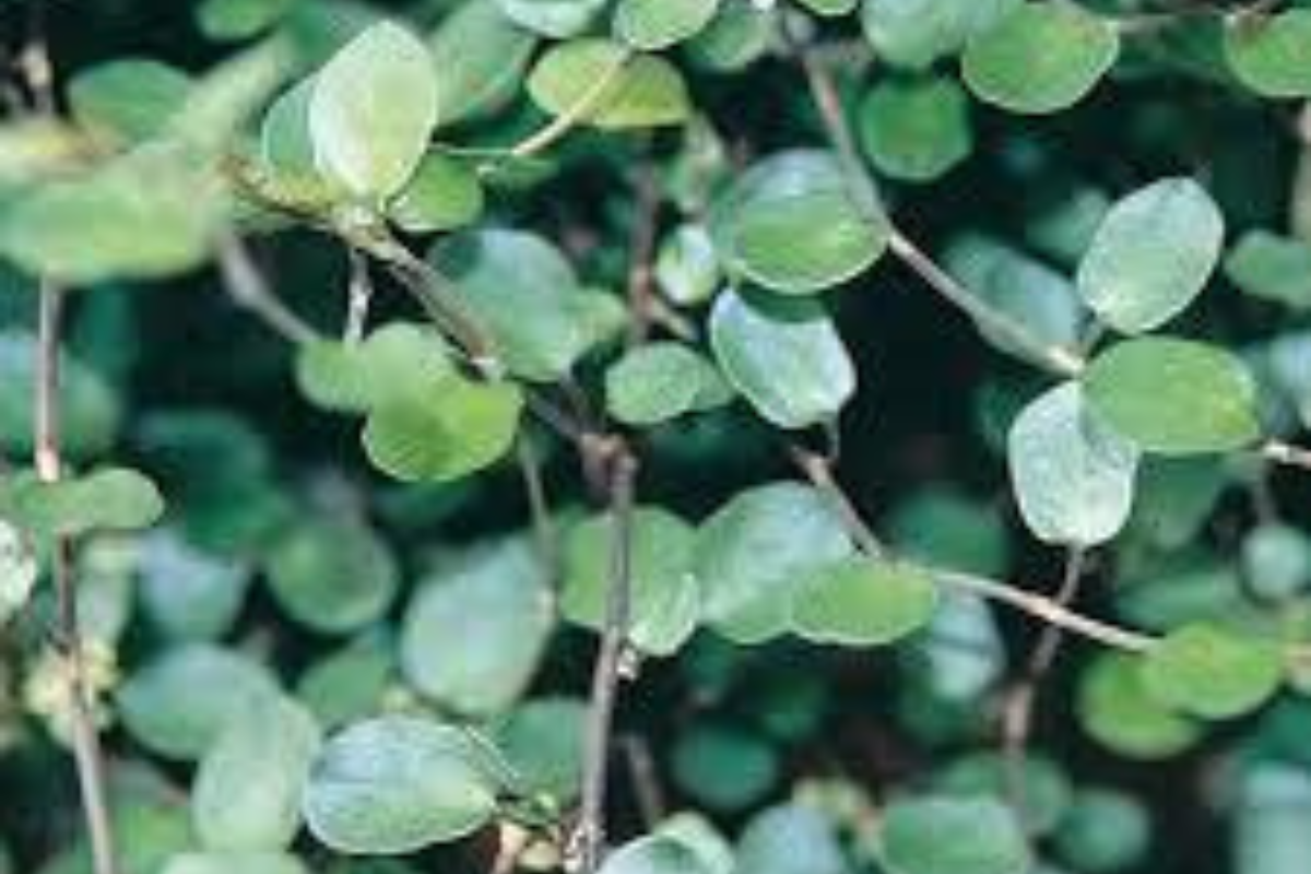 Muehlenbeckia Wire Vine