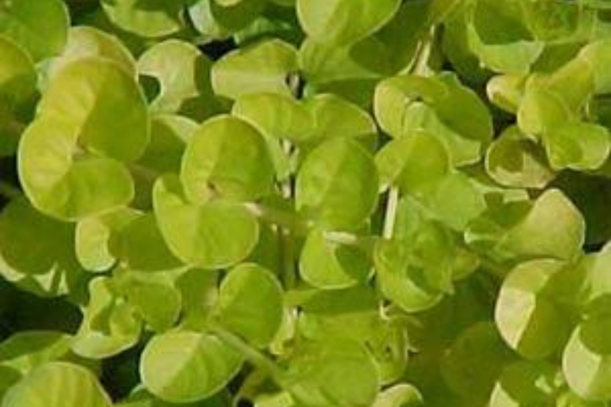 Lysimachia
