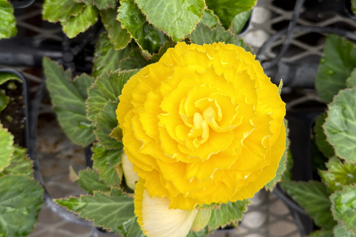 Begonia - Tuberous