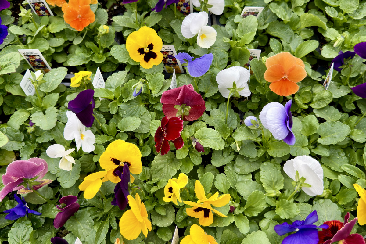 Pansy