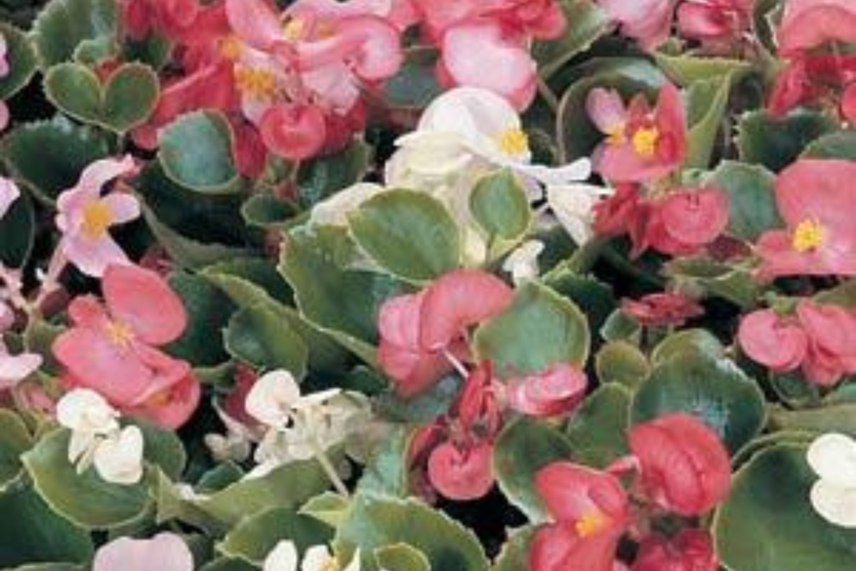 Begonia - Wax