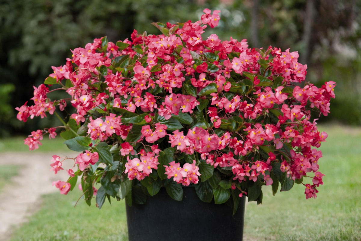 Begonia - Upright