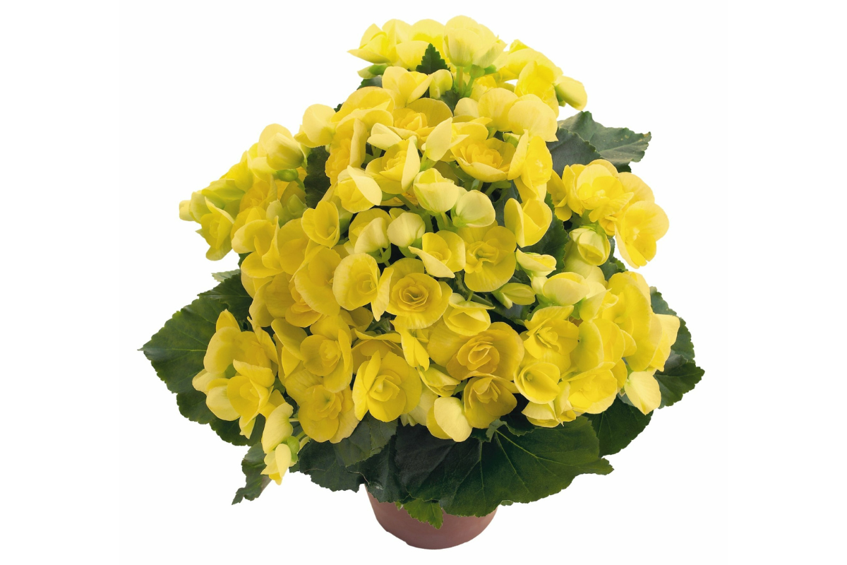 Begonia - Reiger