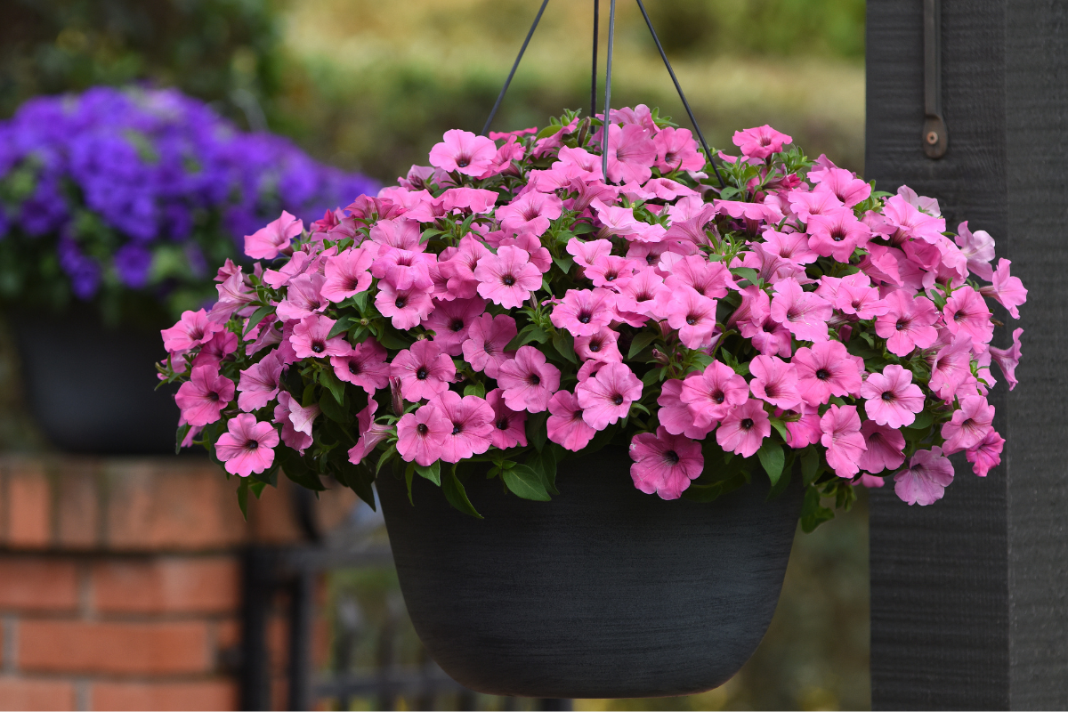 Sun Hanging Baskets