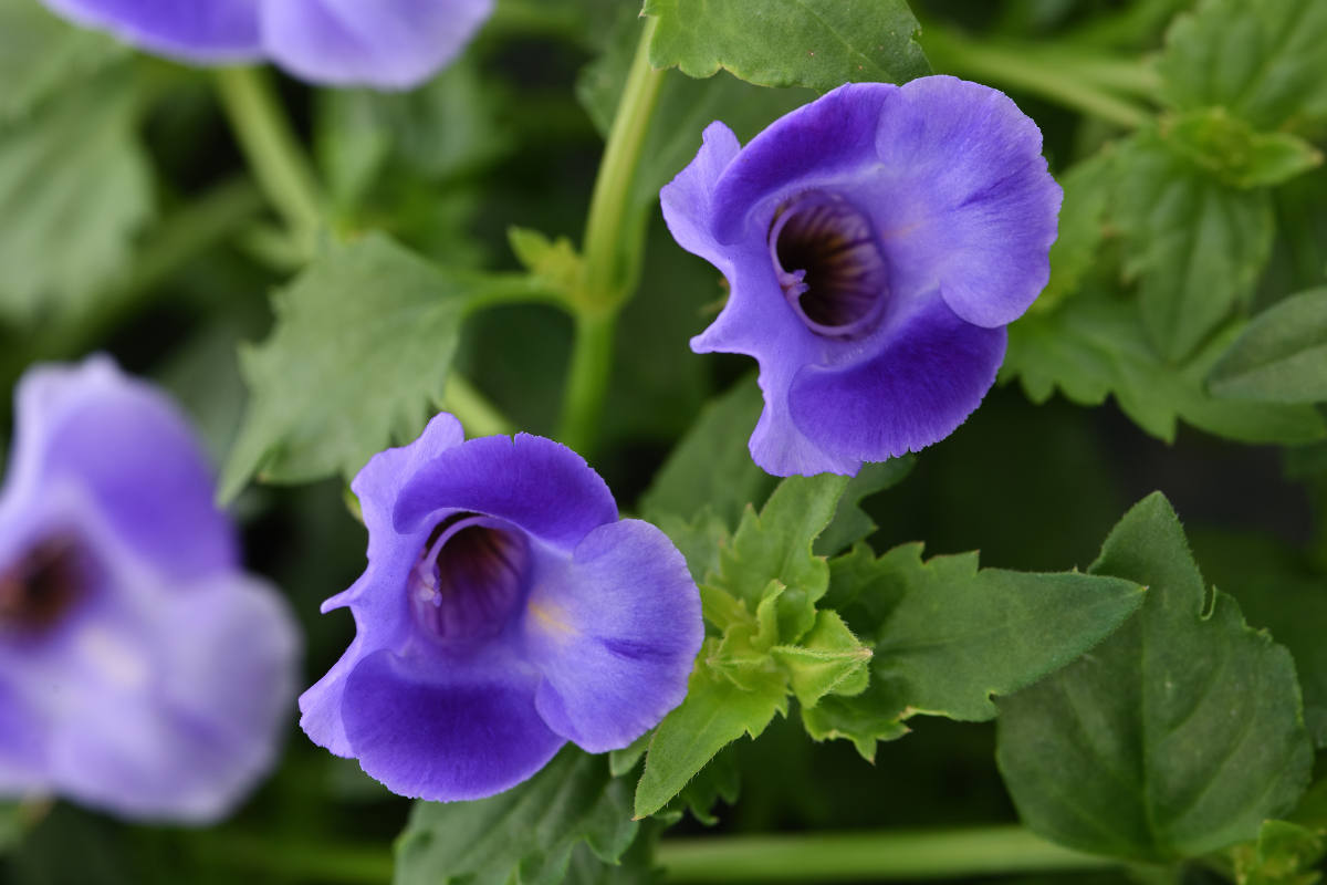 Torenia
