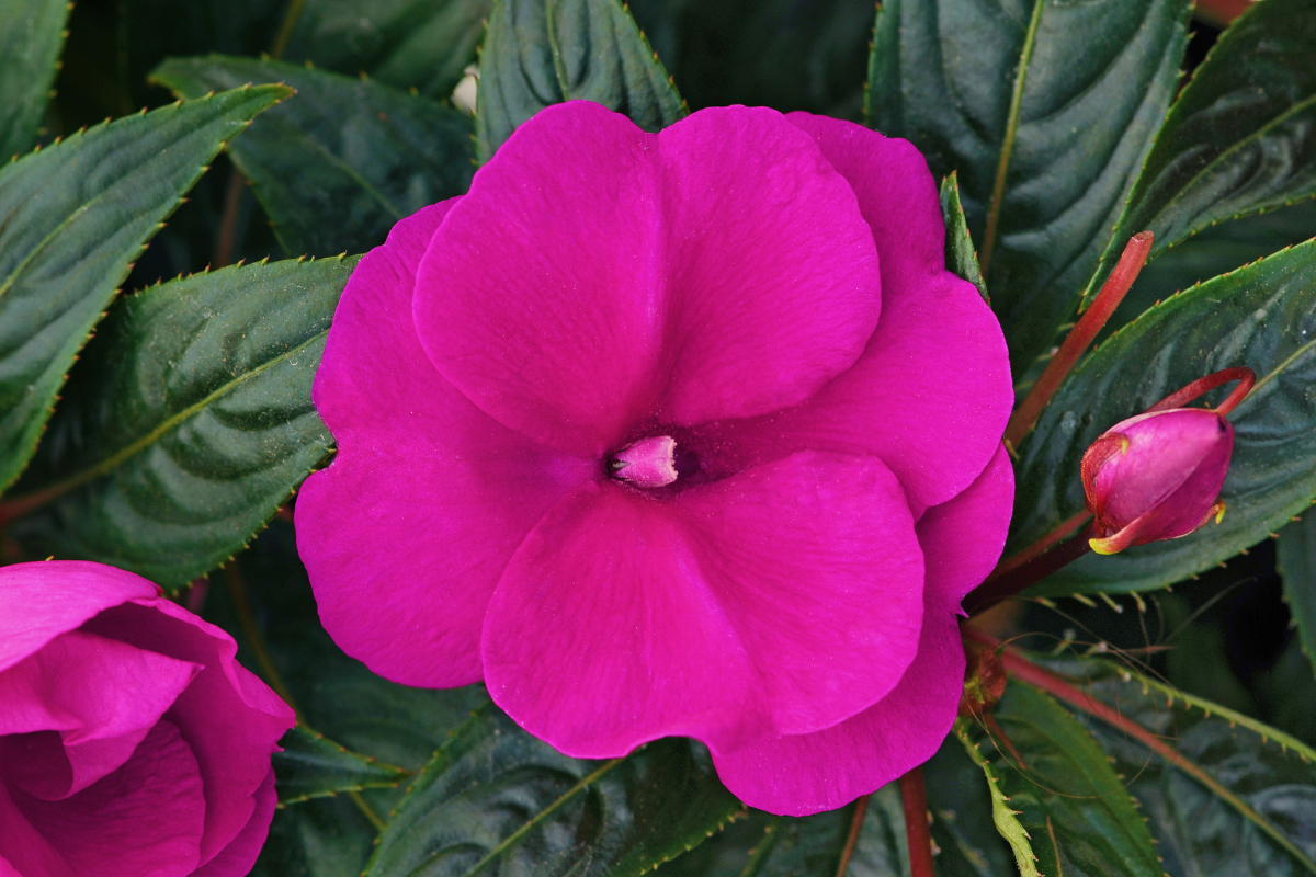 New Guinea Impatiens Hanging Baskets