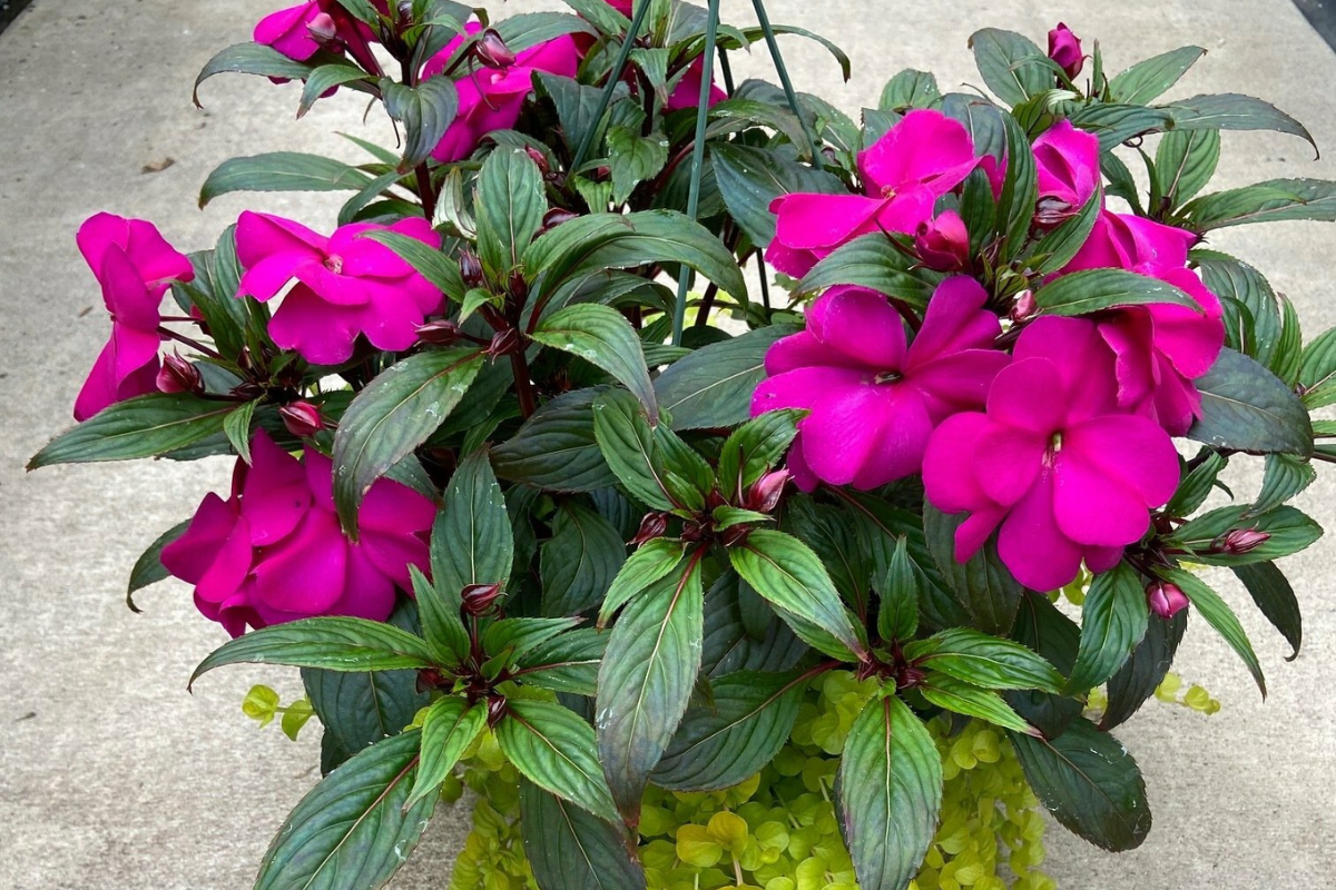 New Guinea Impatiens with Lysimachia