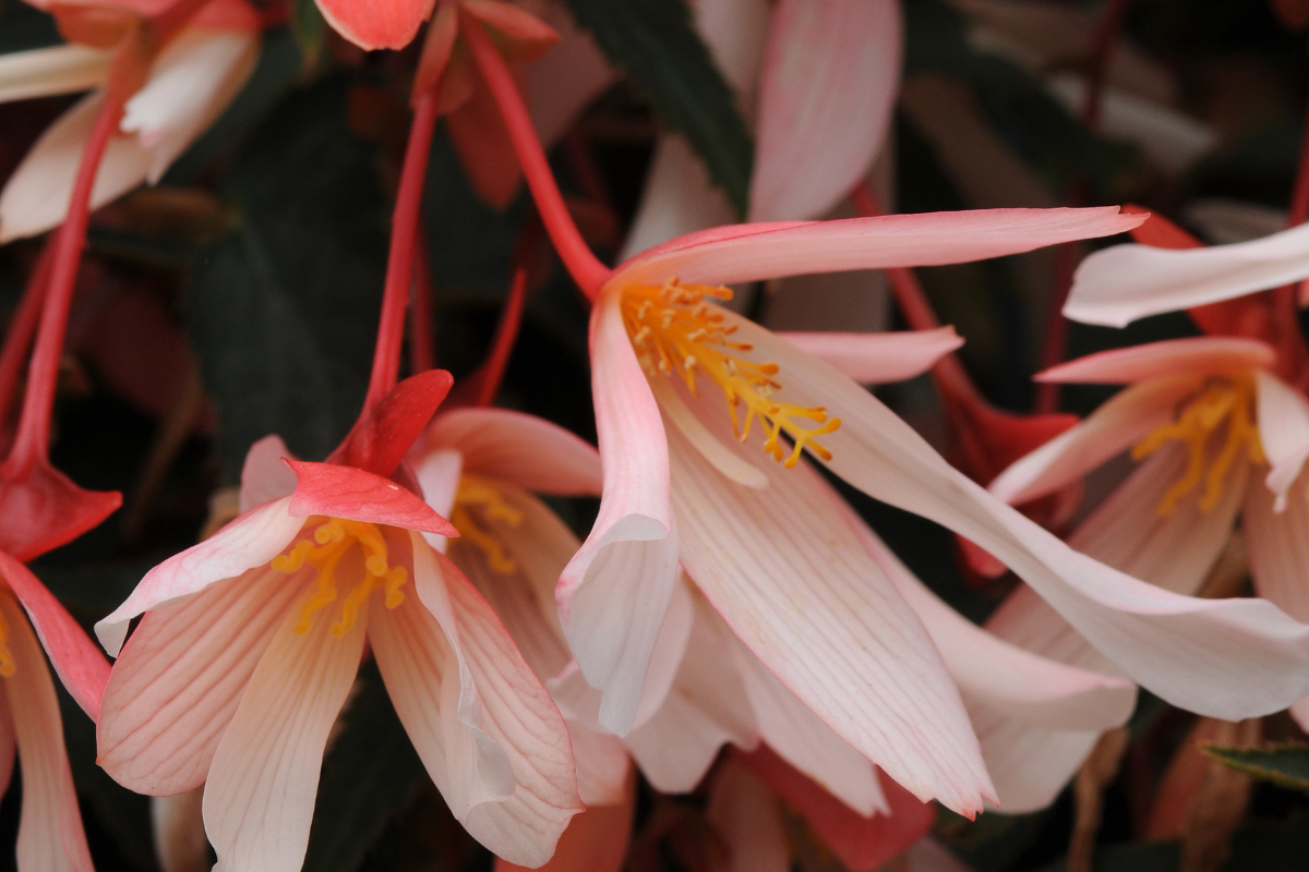 Begonia Baskets
