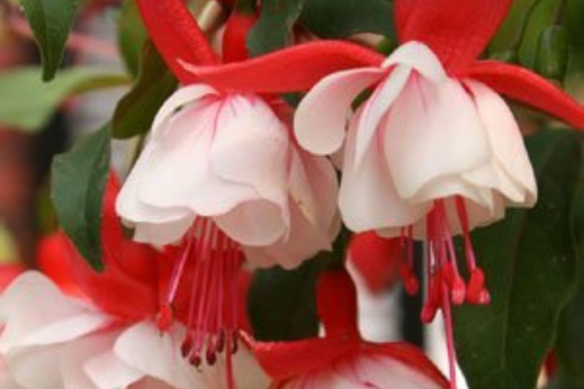 Fuchsia Pots