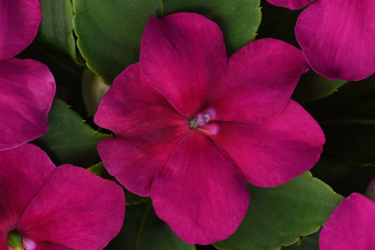 Impatiens Baskets