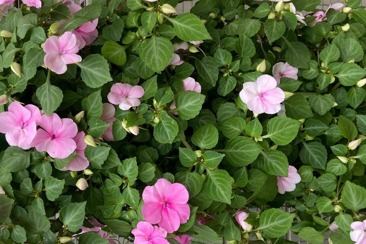 Impatiens Hanging Bags