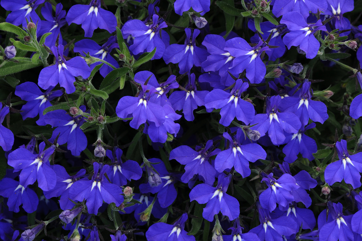 Lobelia