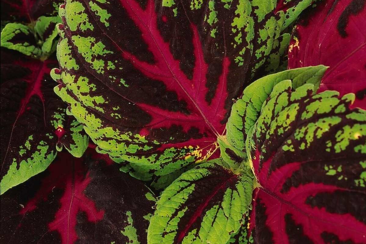 Shade Foliage Plants