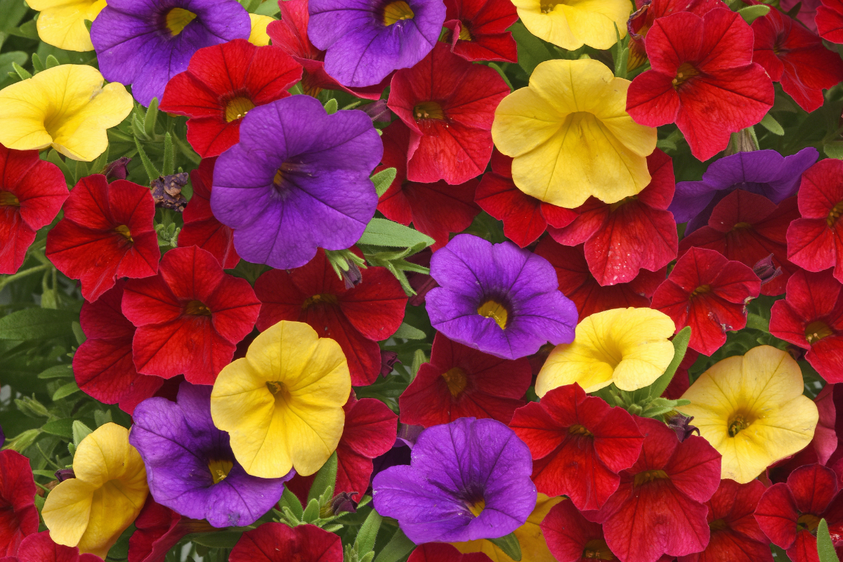 Sun Flowering Plants