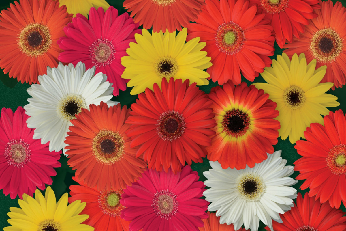 Daisy