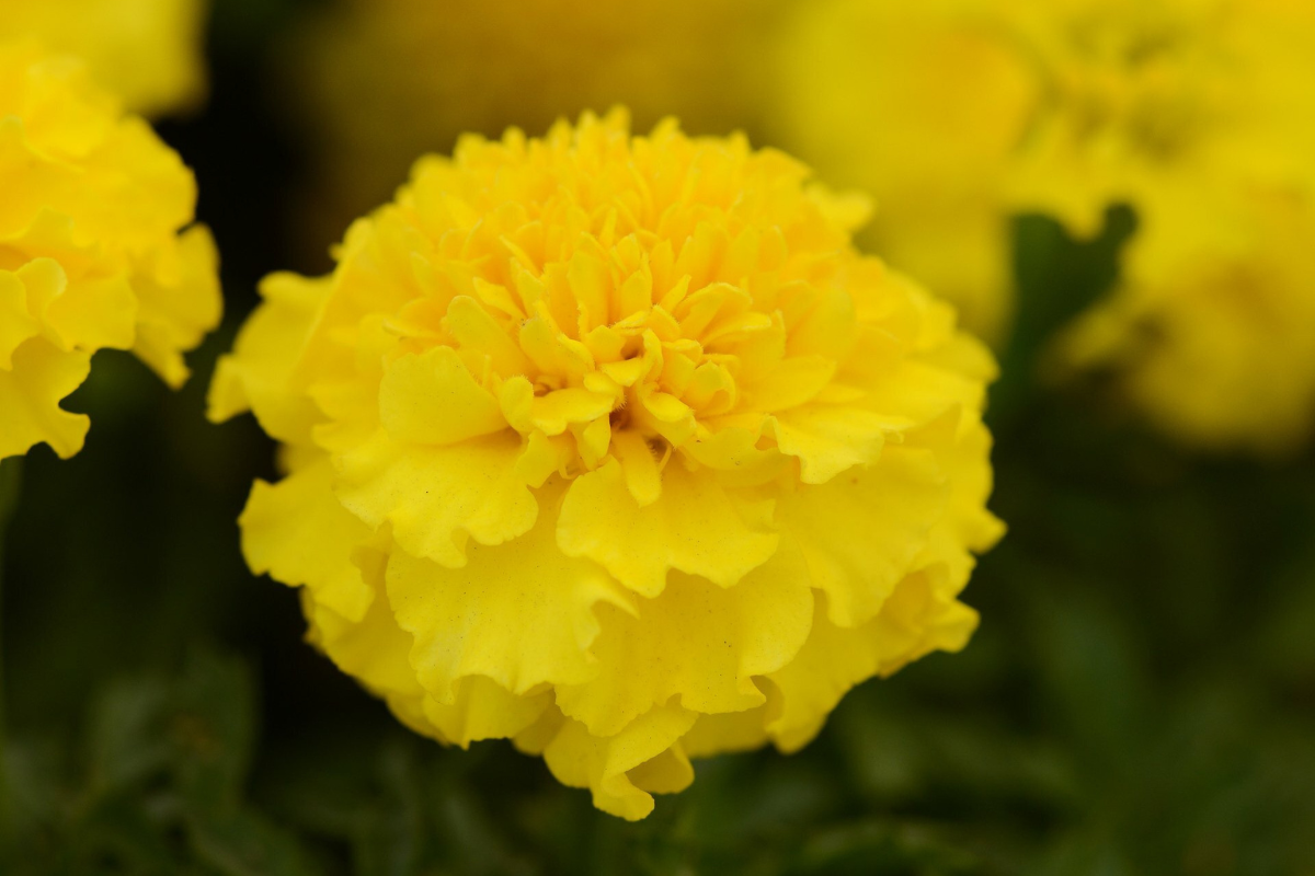 Marigold