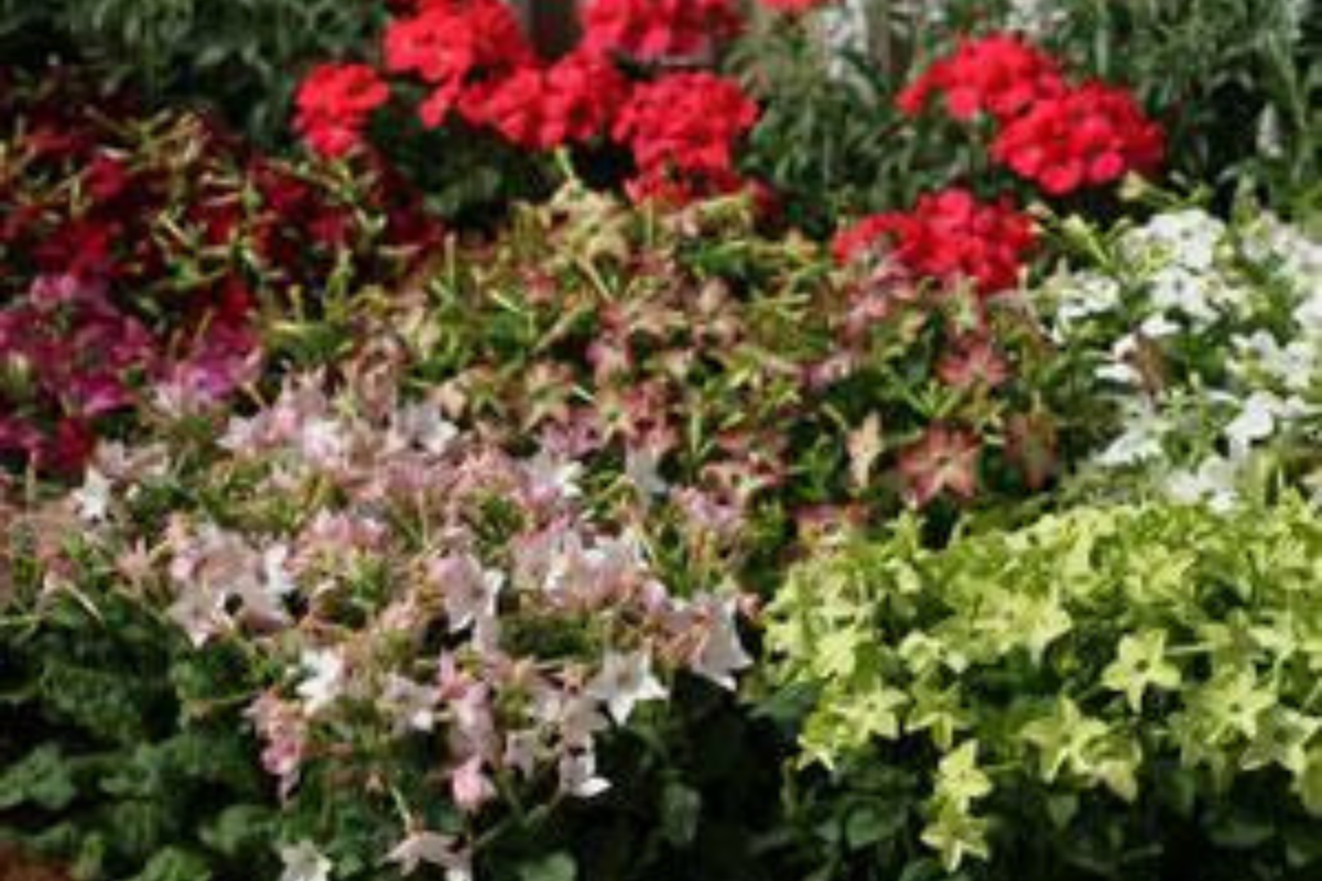 Nicotiana