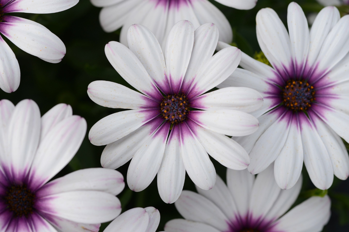 Osteospermum