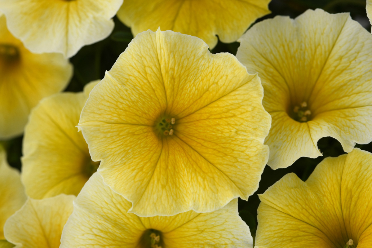 Petunia
