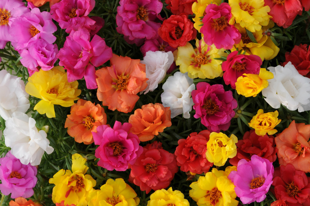 Portulaca