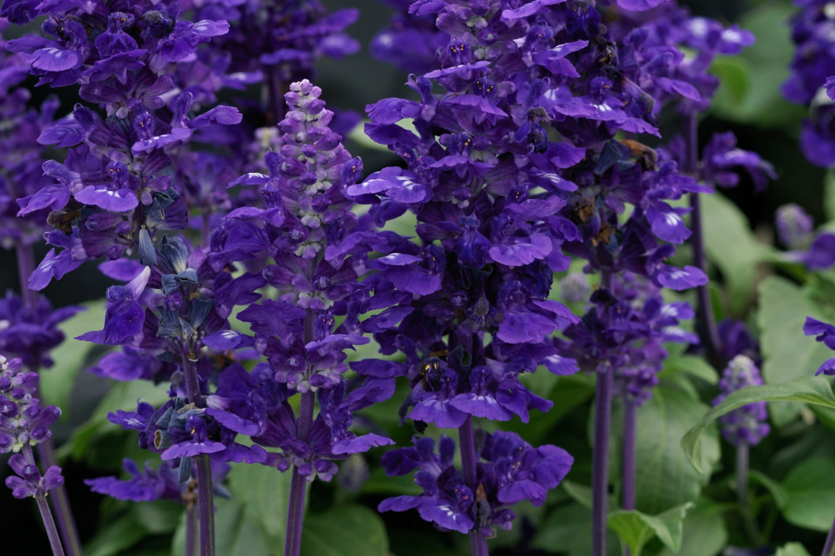 Salvia