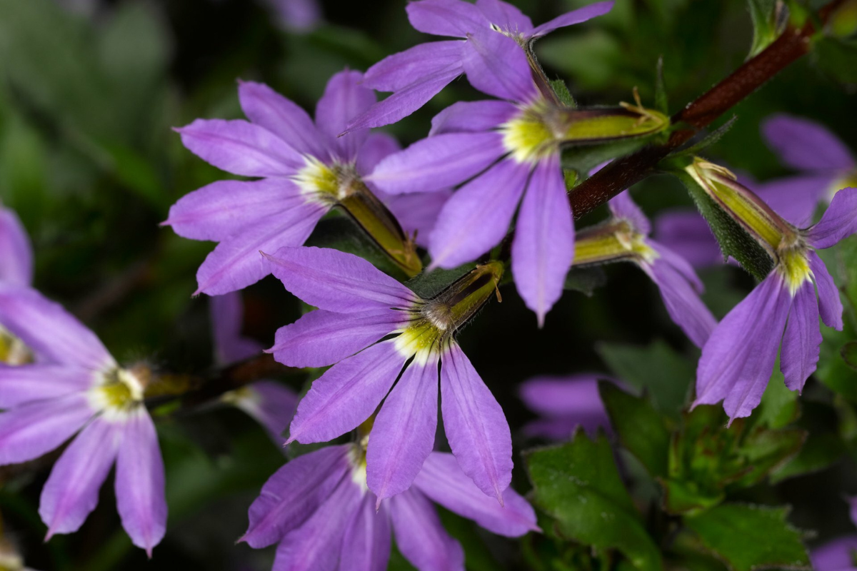 Scaevola Baskets