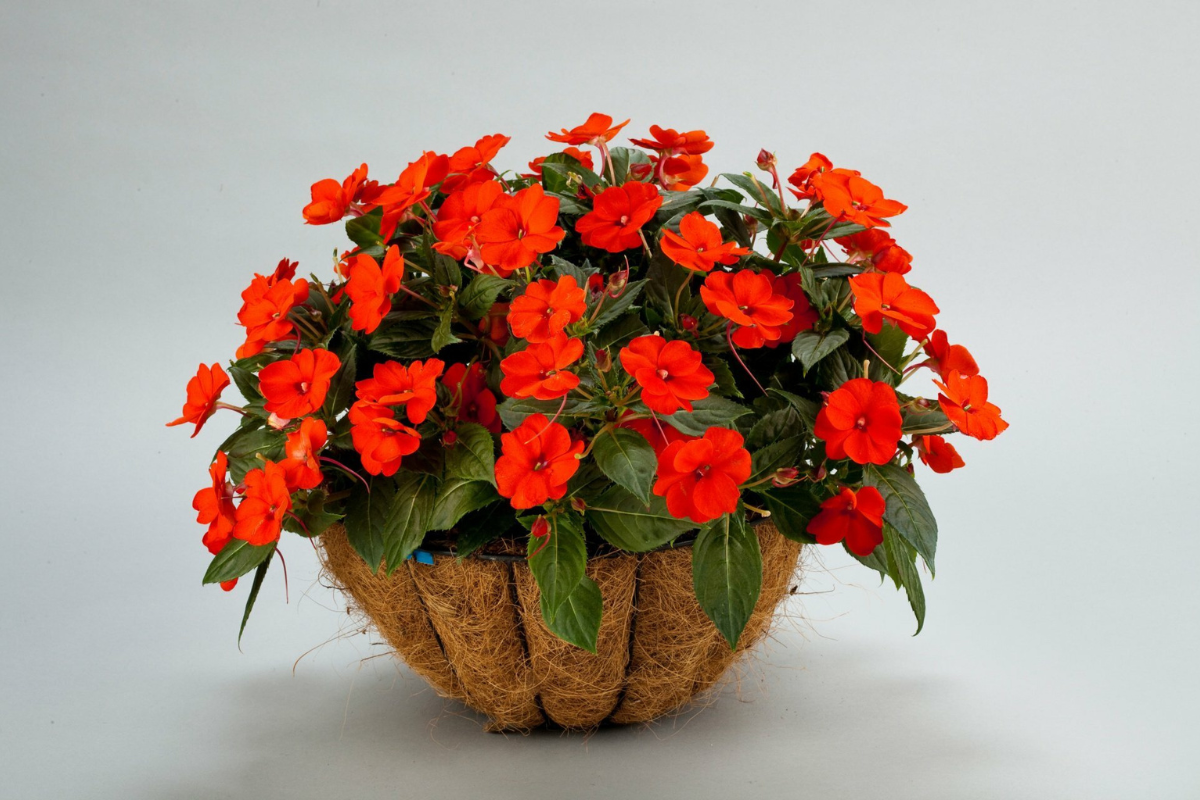 SunPatiens
