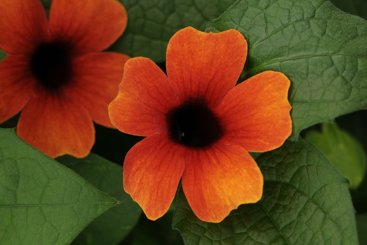 Thunbergia 'Black Eyed Susan'