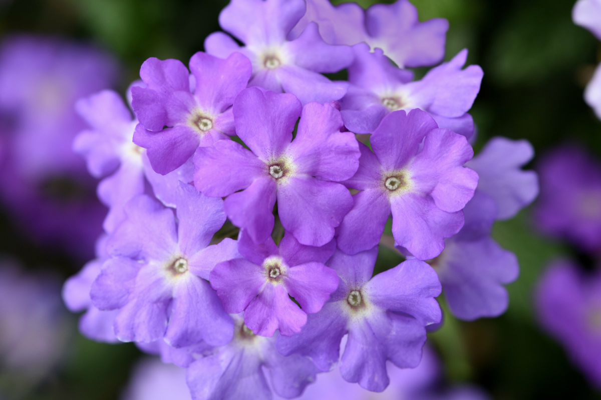Verbena
