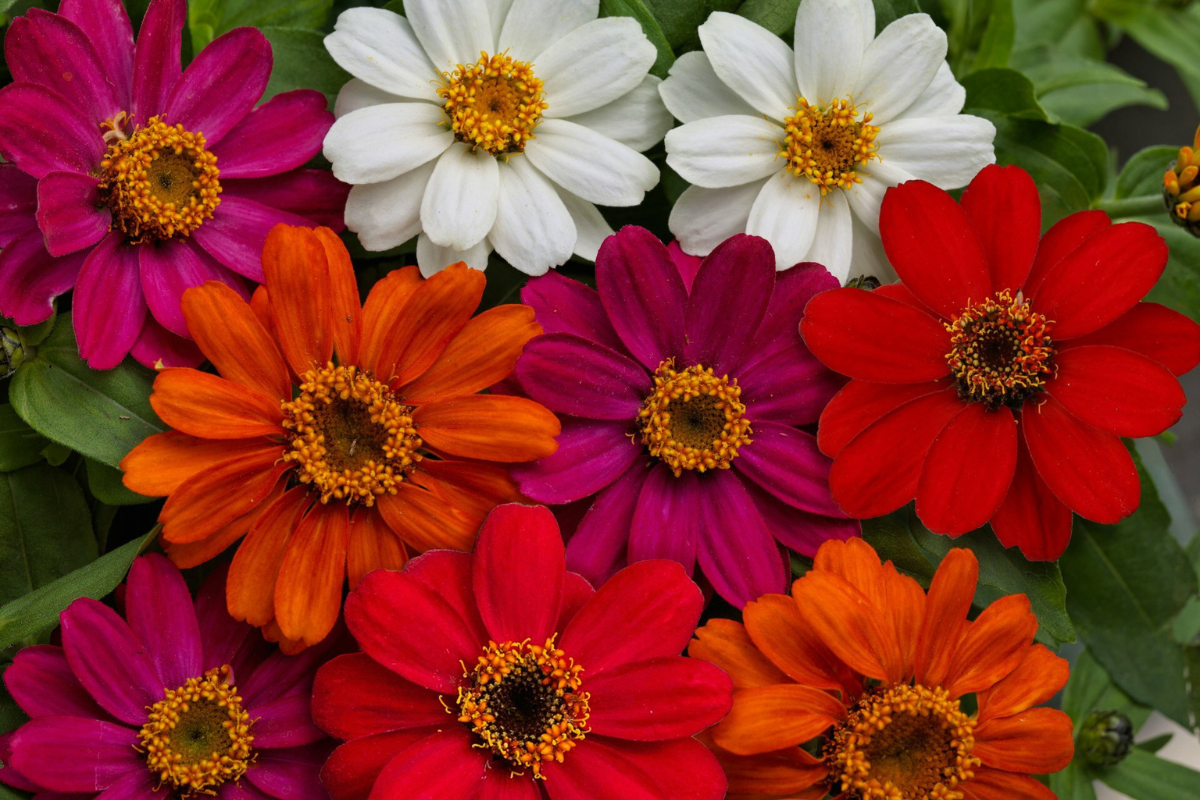 Zinnia