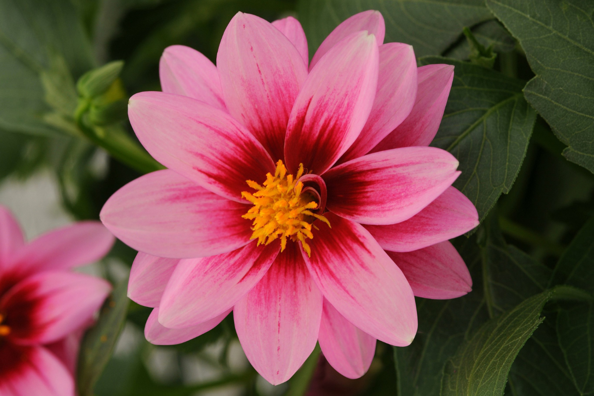 Dahlia
