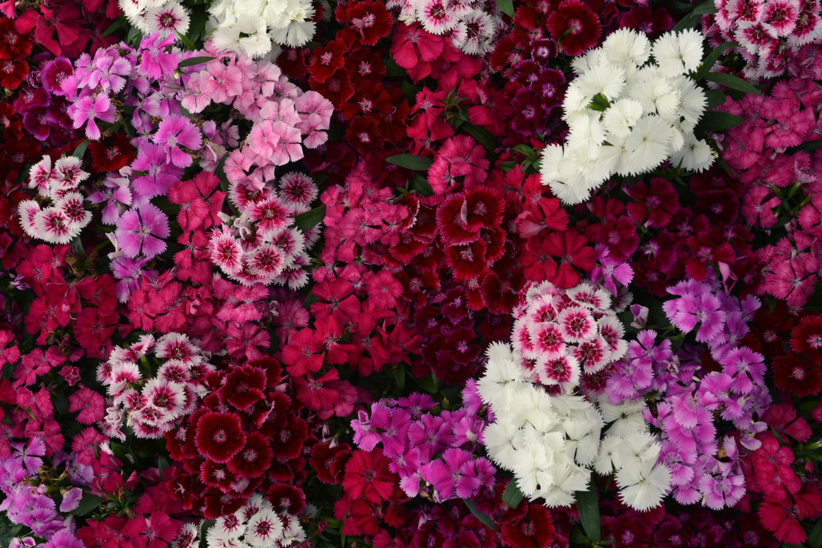 Dianthus