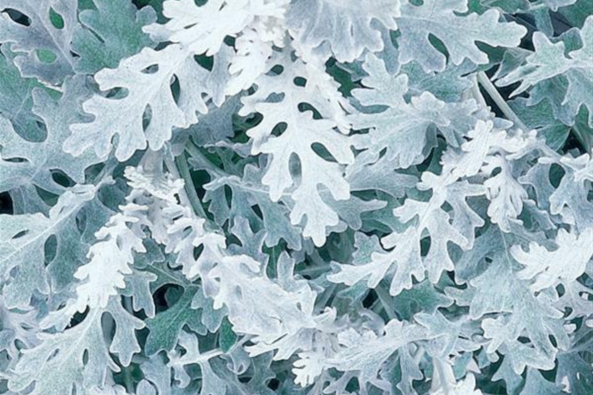 Dusty Miller