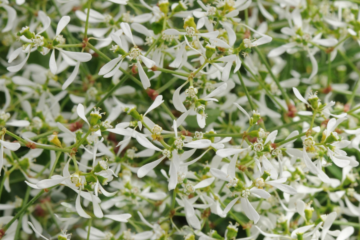 Euphorbia
