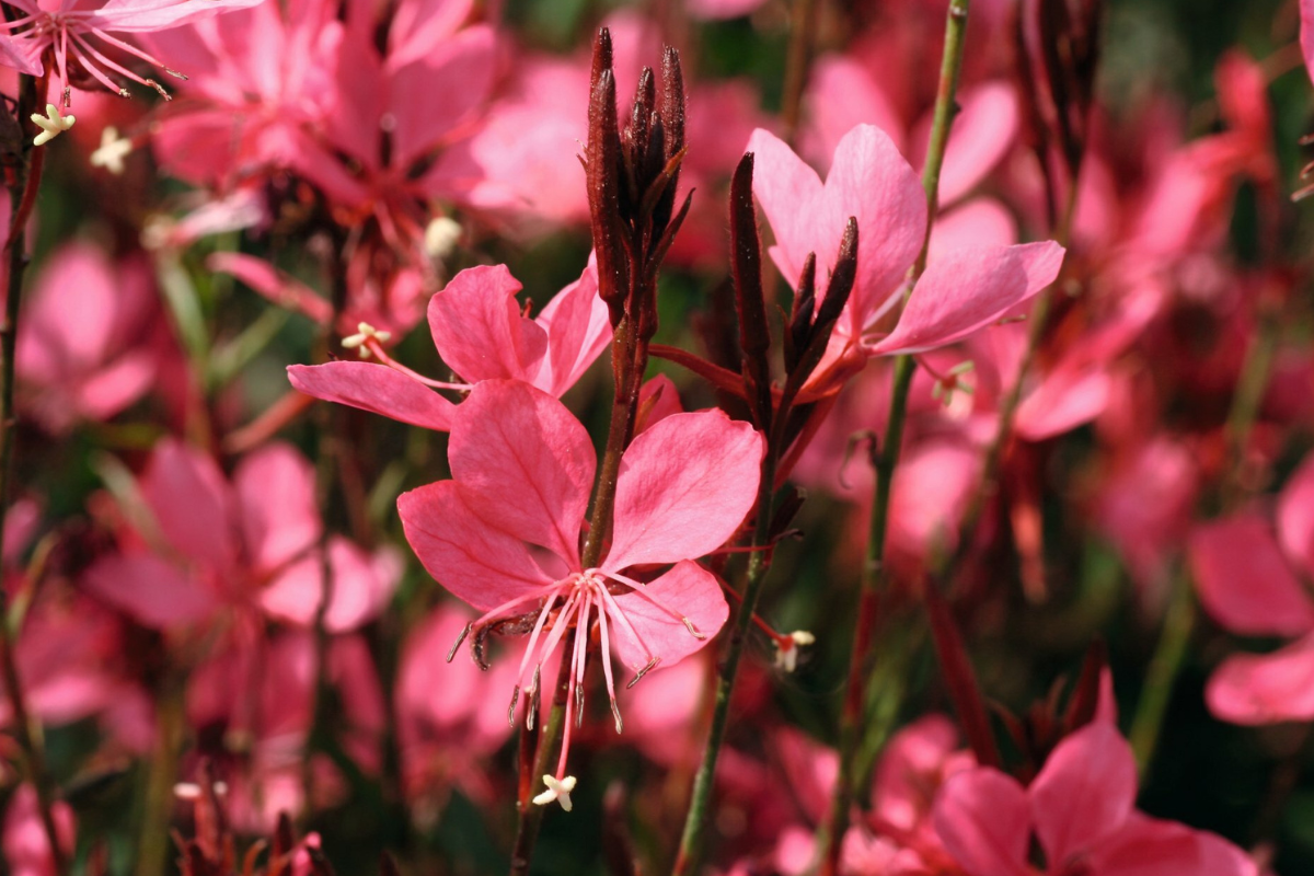 Gaura