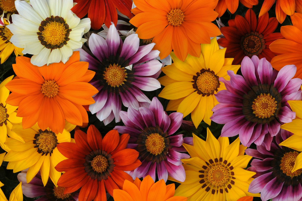 Gazania