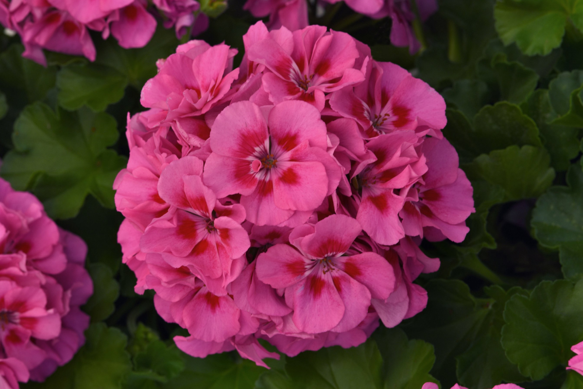 Geranium