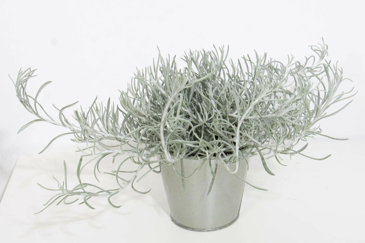 Helichrysum