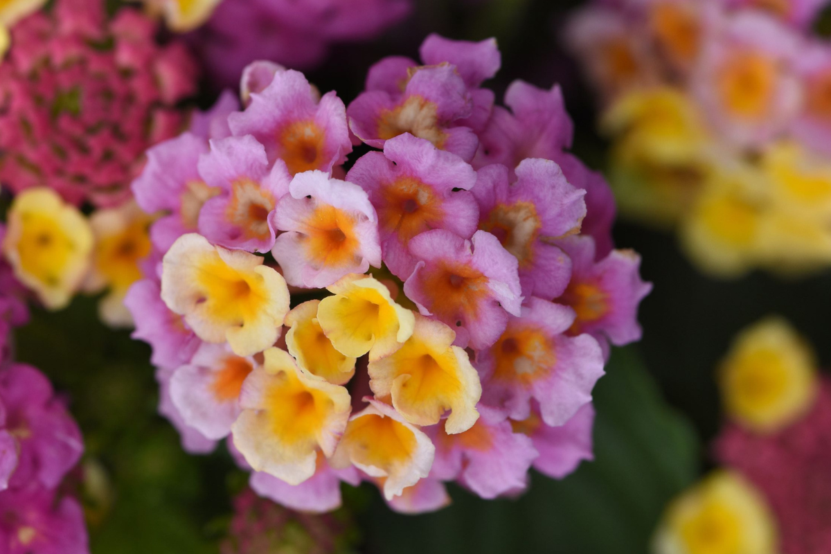 Lantana