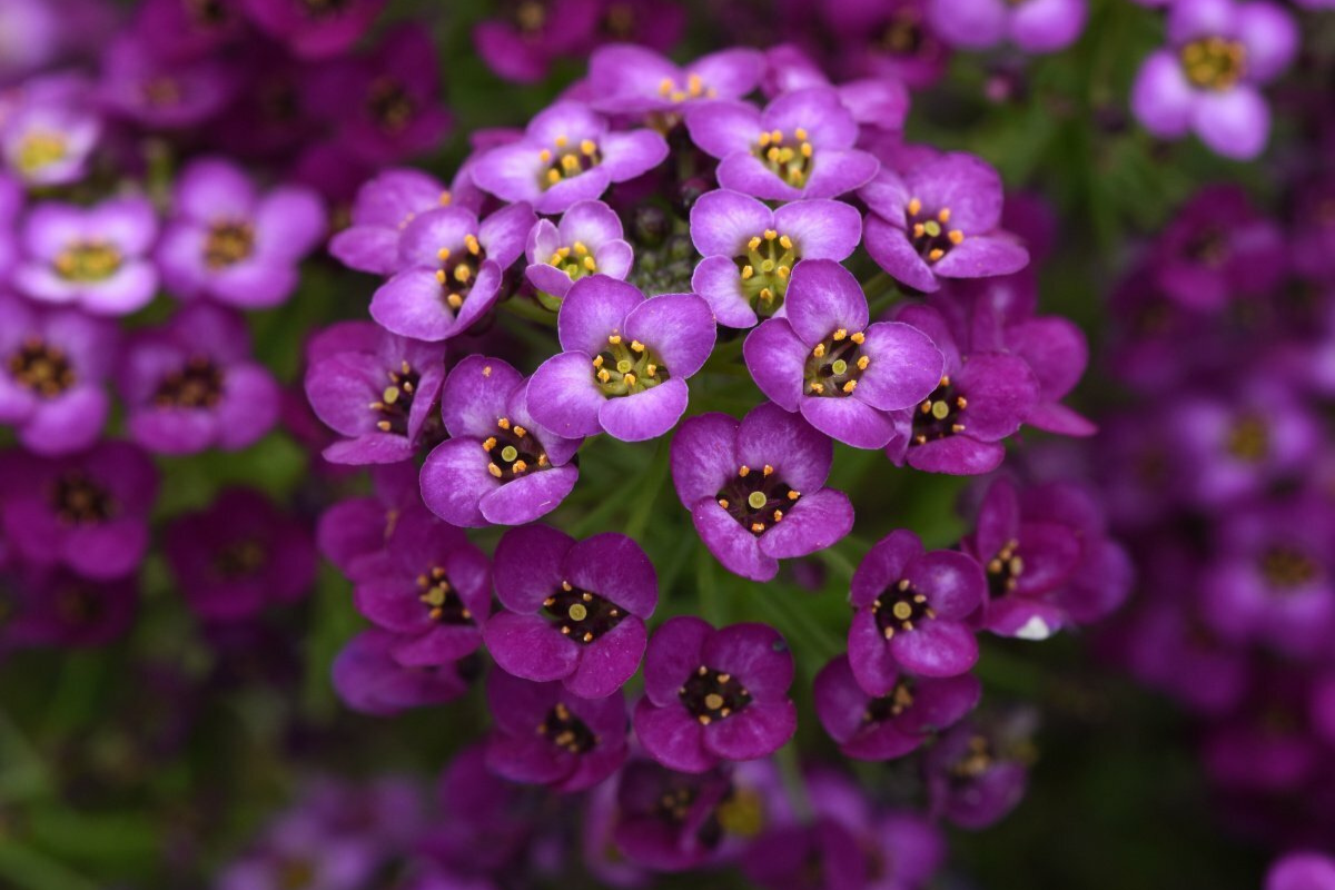 Lobularia