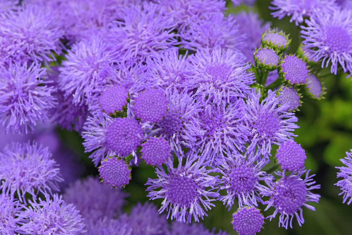 Ageratum