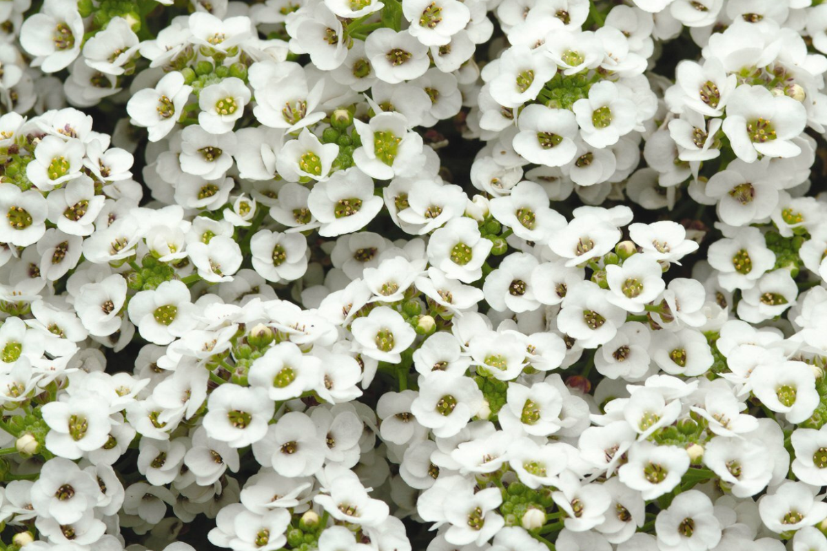 Alyssum
