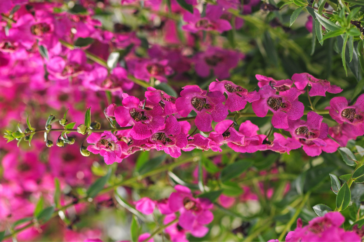 Angelonia