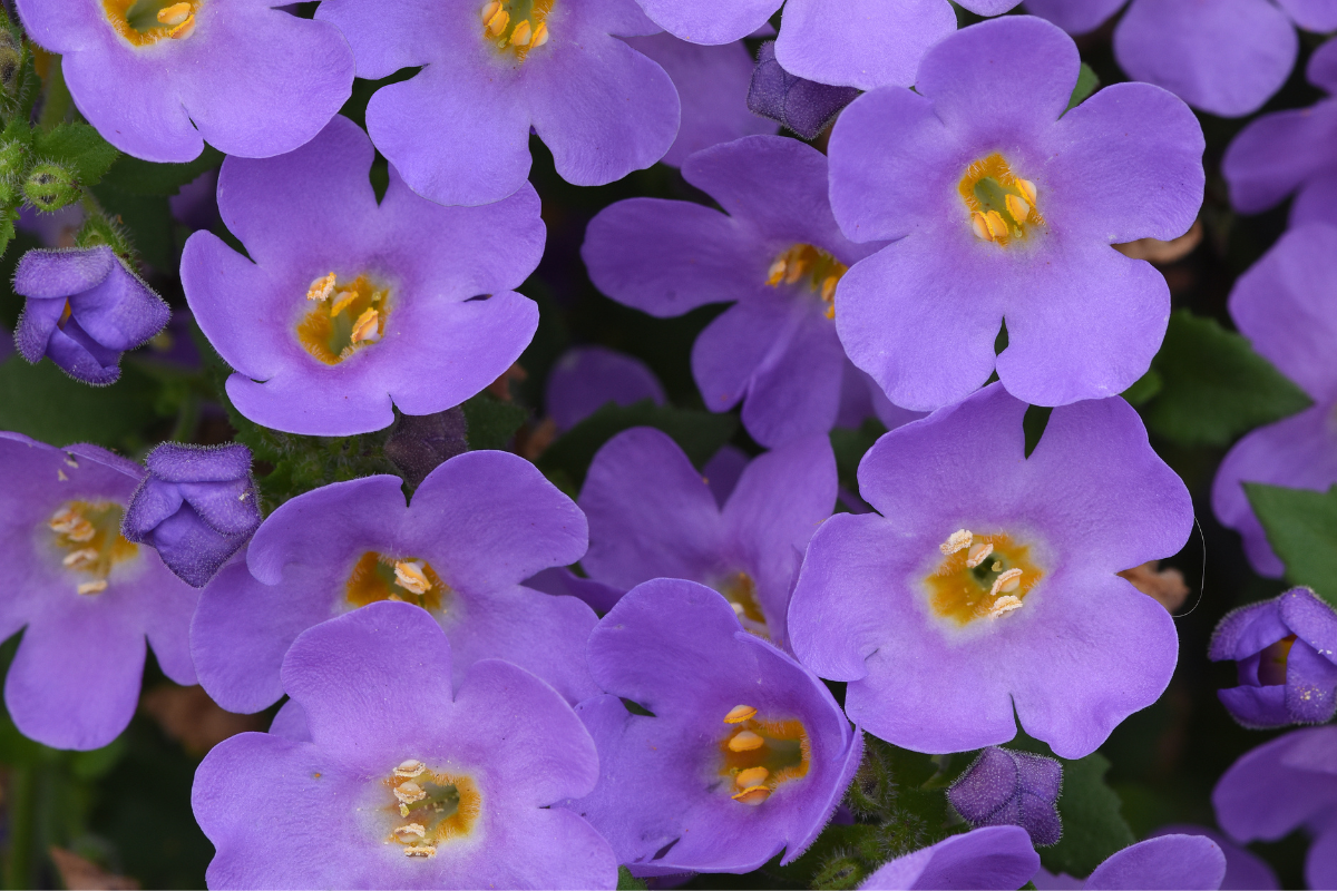 Bacopa