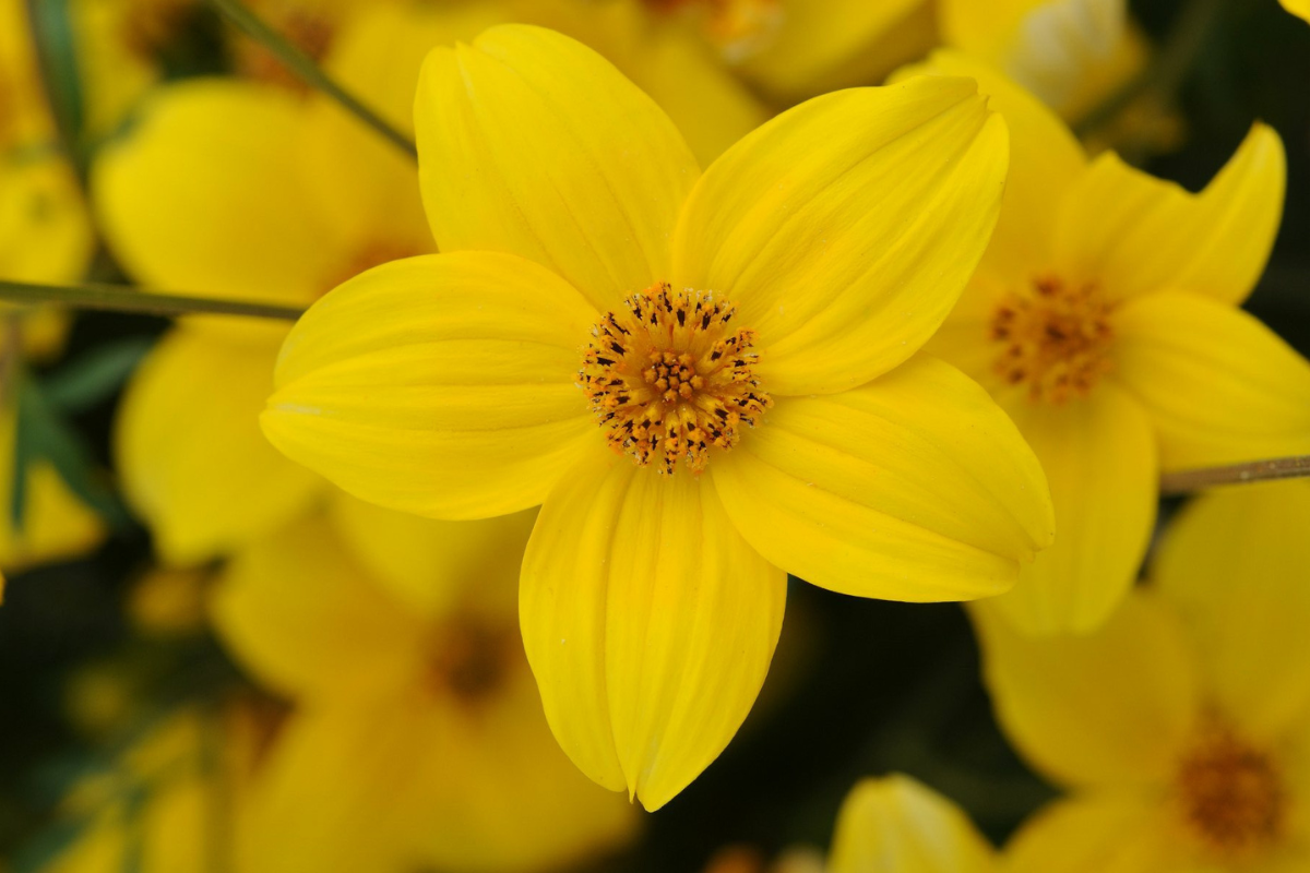 Bidens